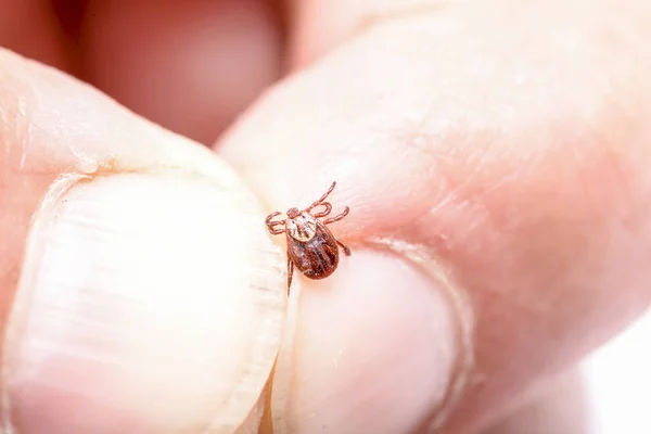 Zapalenie Mózgu Kleszcze Rękach Człowieka Makro Fotografia — Zdjęcie stockowe