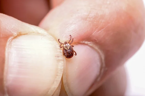 Encephalitis Tick Hands Man Macro Photography Royalty Free Stock Photos