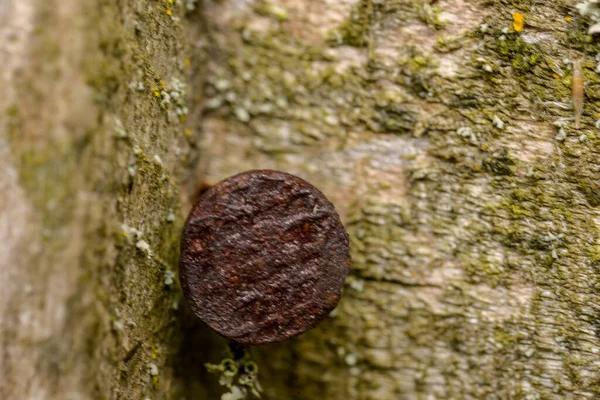 Vieux Clou Rouillé Dans Arbre — Photo