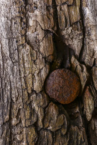 Old Rusty Nail Tree — Stock Photo, Image