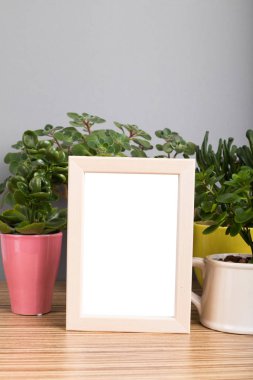 succulents, karanfiller tencere