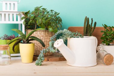 succulents, karanfiller tencere