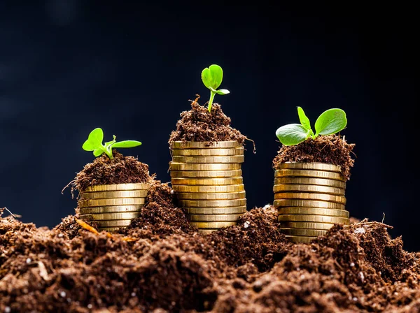 Money growth concept — Stock Photo, Image