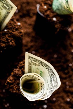 dolar yerden büyümek