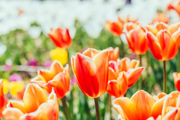 庭でカラフルなチューリップの花 — ストック写真