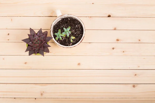 Succulenten, huis planten in potten — Stockfoto