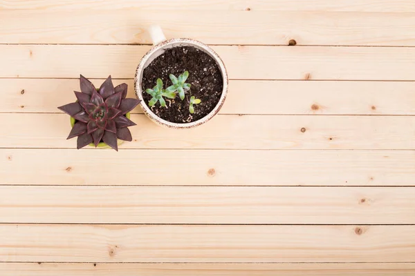 Suculentas, plantas de casa en macetas — Foto de Stock