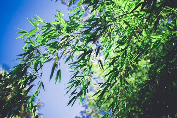 Canlı Yeşil Bambu Ormanı — Stok fotoğraf