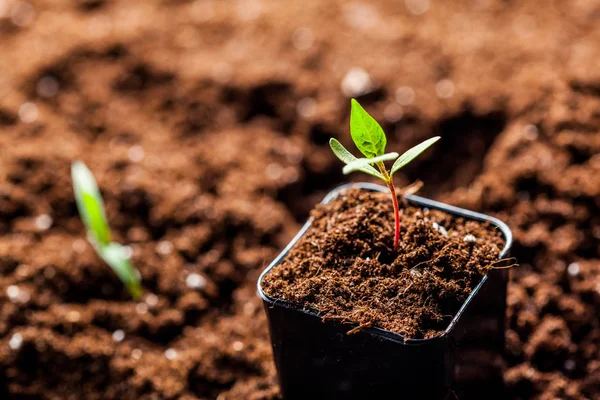 Groene sprout groeien in de grond — Stockfoto