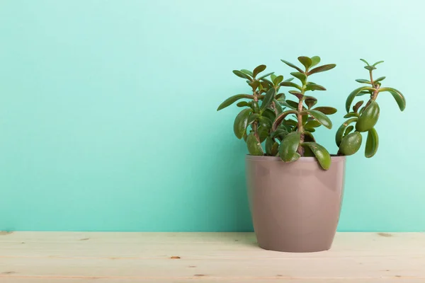 Suculenta, planta de casa en maceta — Foto de Stock