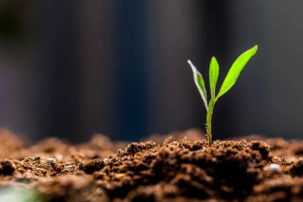 Sprout Benih Jagung Hijau — Stok Foto