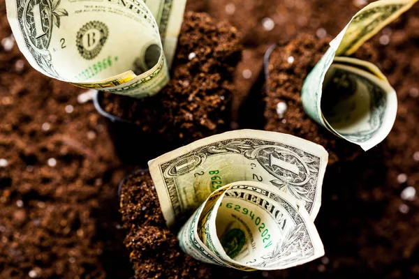 Dollar groeien uit de grond — Stockfoto