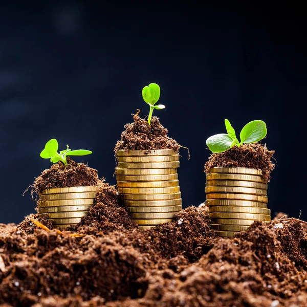 Geld-Wachstum-Konzept — Stockfoto