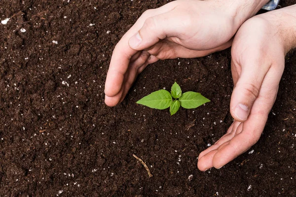 Mãos segurando e cuidando planta — Fotografia de Stock