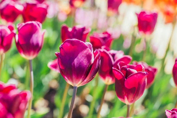 Colorful tulip flowers at garden — Stock Photo, Image