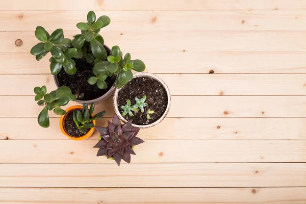 Succulenten, huis planten in potten — Stockfoto