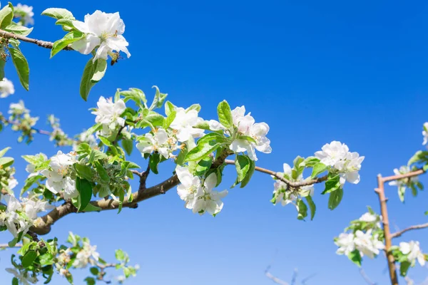 Kwitnąca drzewo gałąź — Zdjęcie stockowe