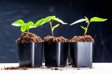 toprağa büyüyen yeşil lahanası