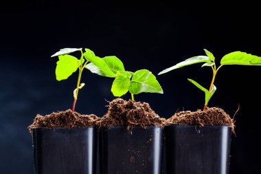 toprağa büyüyen yeşil lahanası