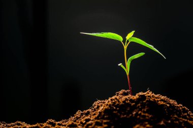 Yeşil Mısır fide Sprout