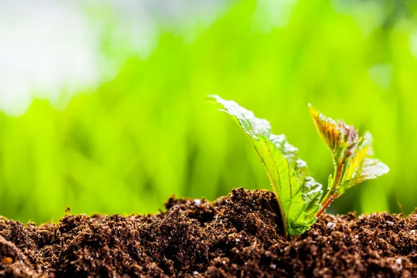 Jonge ontkiemen in de lente — Stockfoto