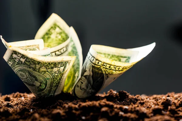Долари ростуть з землі — стокове фото