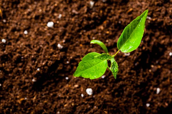 Young sprout in springtime — Stock Photo, Image