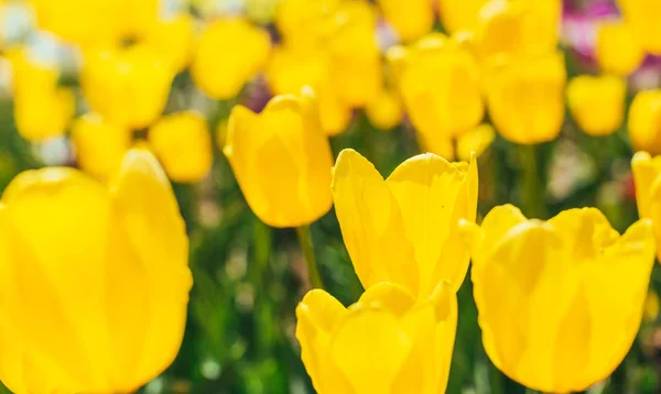 Colorful tulip flowers at garden — Stock Photo, Image