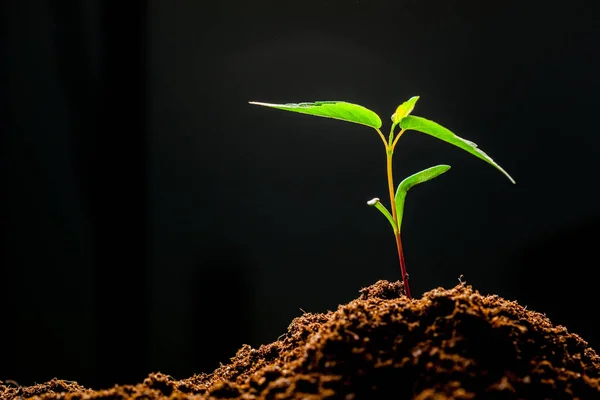 Sprout Benih Jagung Hijau — Stok Foto