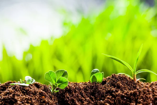 Jonge ontkiemen in de lente — Stockfoto