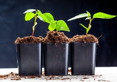 toprağa büyüyen yeşil lahanası