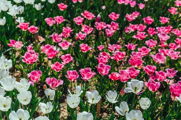 Прекрасне поле тюльпанів — стокове фото