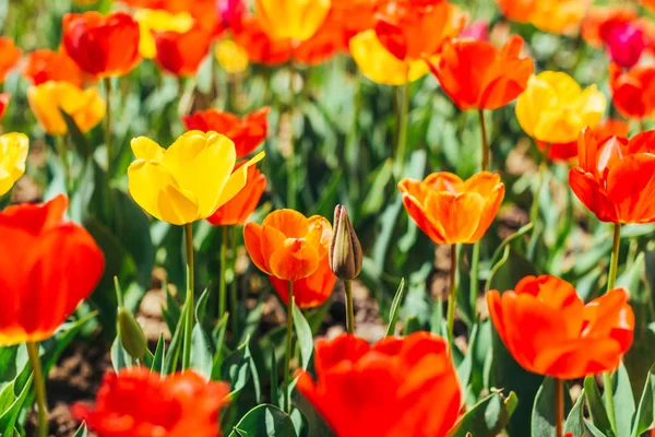 Прекрасне поле тюльпанів — стокове фото