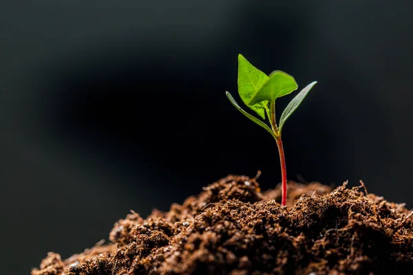 Tumbuh hijau di tanah organik — Stok Foto