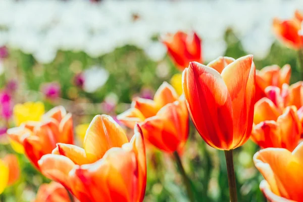 Барвисті квіти тюльпанів в саду — стокове фото