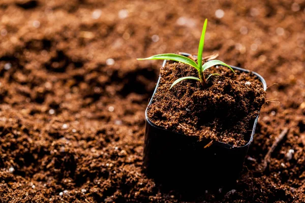 Brote verde que crece en el suelo — Foto de Stock