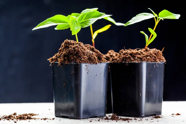 Brotes verdes que crecen en el suelo — Foto de Stock