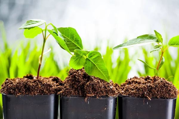 Brotes verdes que crecen en el suelo — Foto de Stock