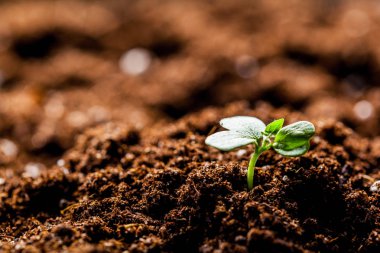 Yeşil Mısır fide Sprout
