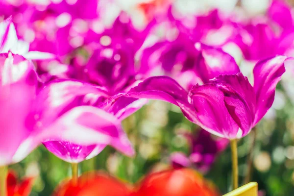 가든 다채로운 튤립 꽃 — 스톡 사진