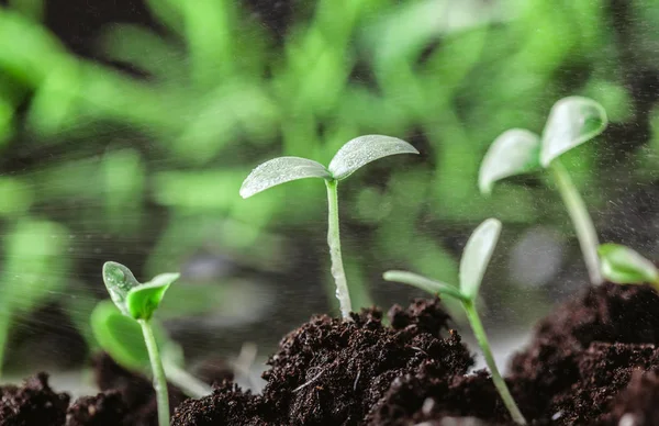 Молодая зеленая капуста — стоковое фото