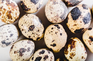 taze yumurta beyaz döşeme