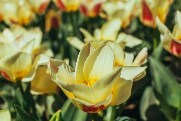 Beautiful field of tulips — Stock Photo, Image