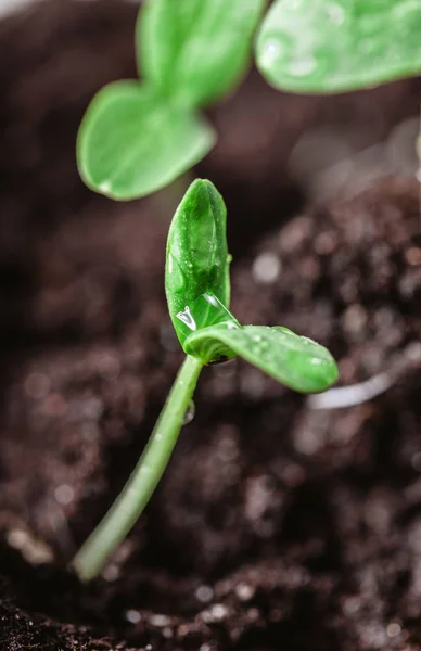 Brote verde joven —  Fotos de Stock