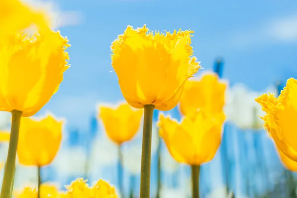 Beautiful field of tulips — Stock Photo, Image
