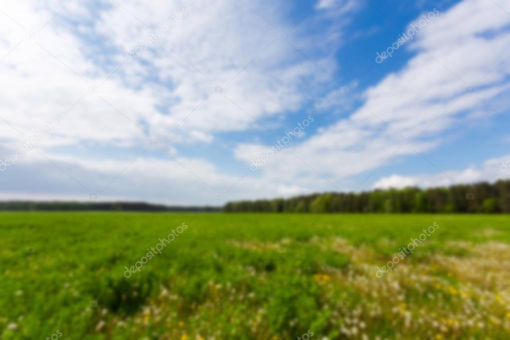 Green field under blue sky