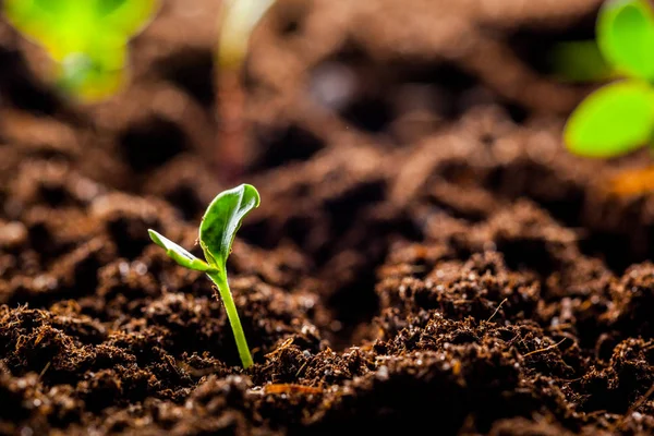 Brote de plántulas de maíz verde — Foto de Stock