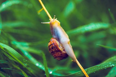 Salyangoz sabah çimenlerin üzerinde.