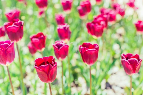 庭でカラフルなチューリップの花 — ストック写真