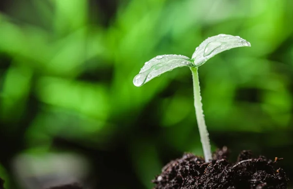 Jonge groene spruit — Stockfoto